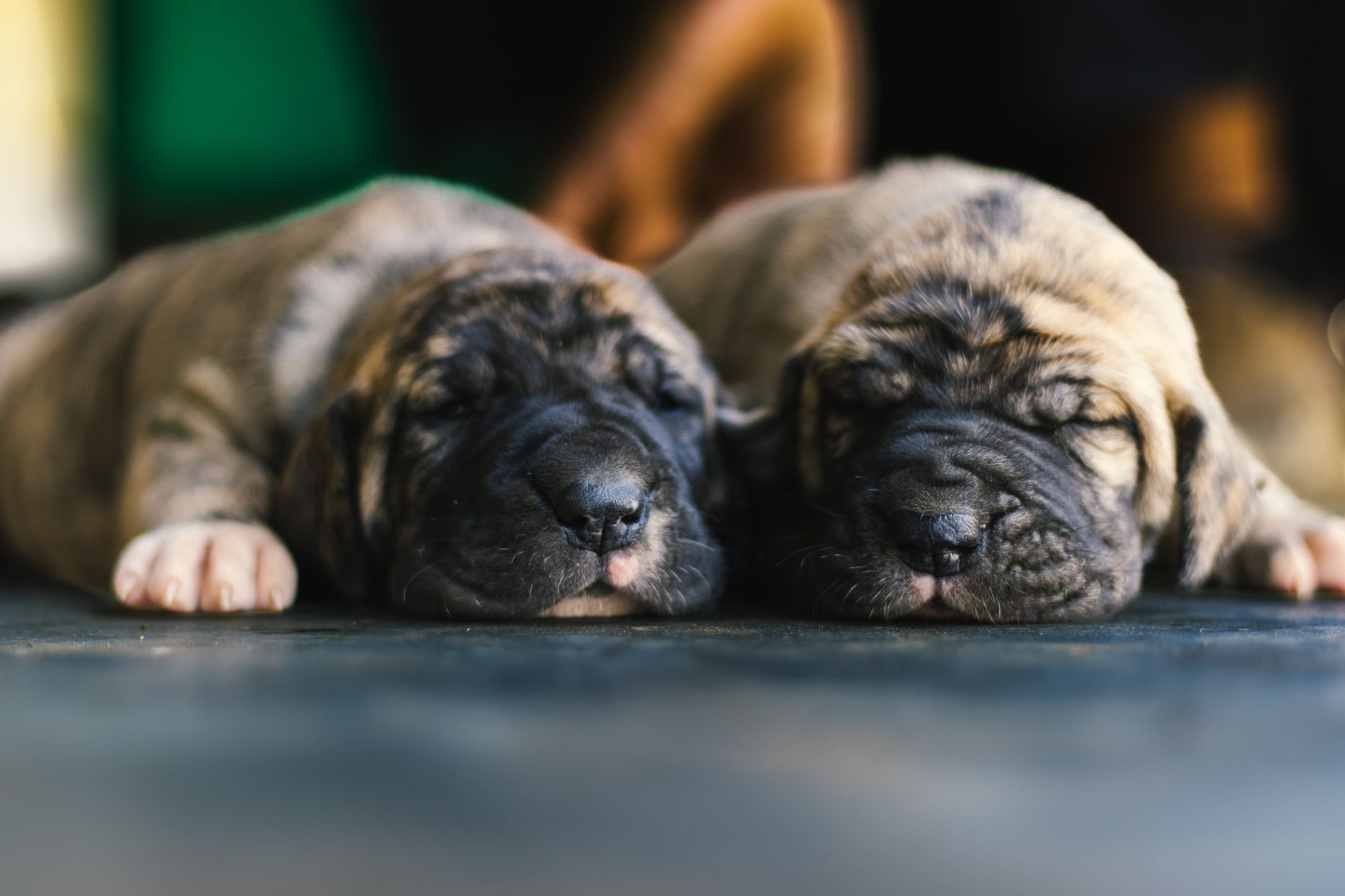 Yavru Köpek Tuvalet Eğitimi Adım Adım