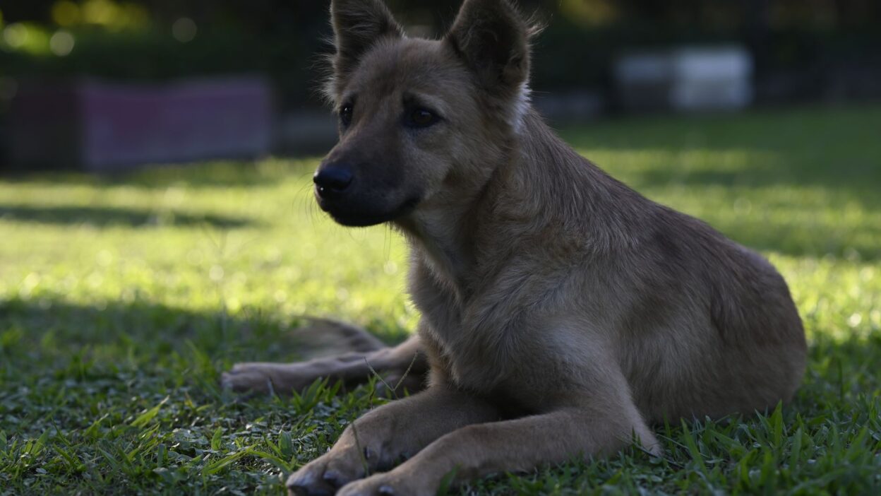 rabies vaccine dog 29084921