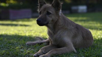 rabies vaccine dog 29084921